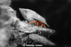 Hermit crab in B&W with legs accented in original colour by Andrew Green 
